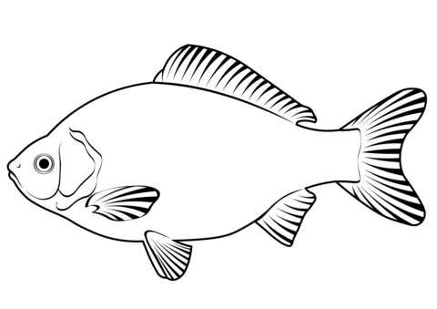 Prussian Carp (Carassius Gibelio) Coloring Page